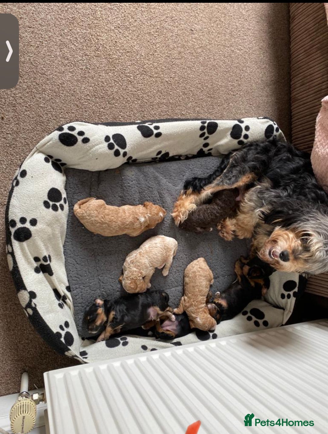 Cockapoo dogs for sale: F1b phantom/parti Cockapoos due Nov 25 - Image 4