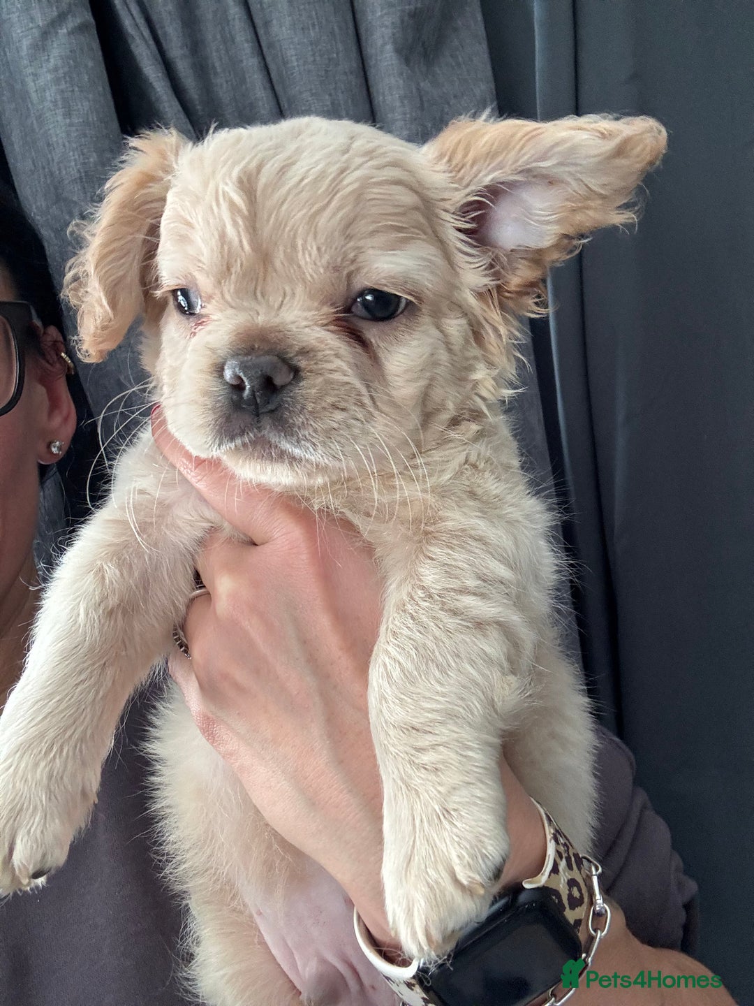 French Bulldog dogs for sale: Chunky french bulldog - Advert 7