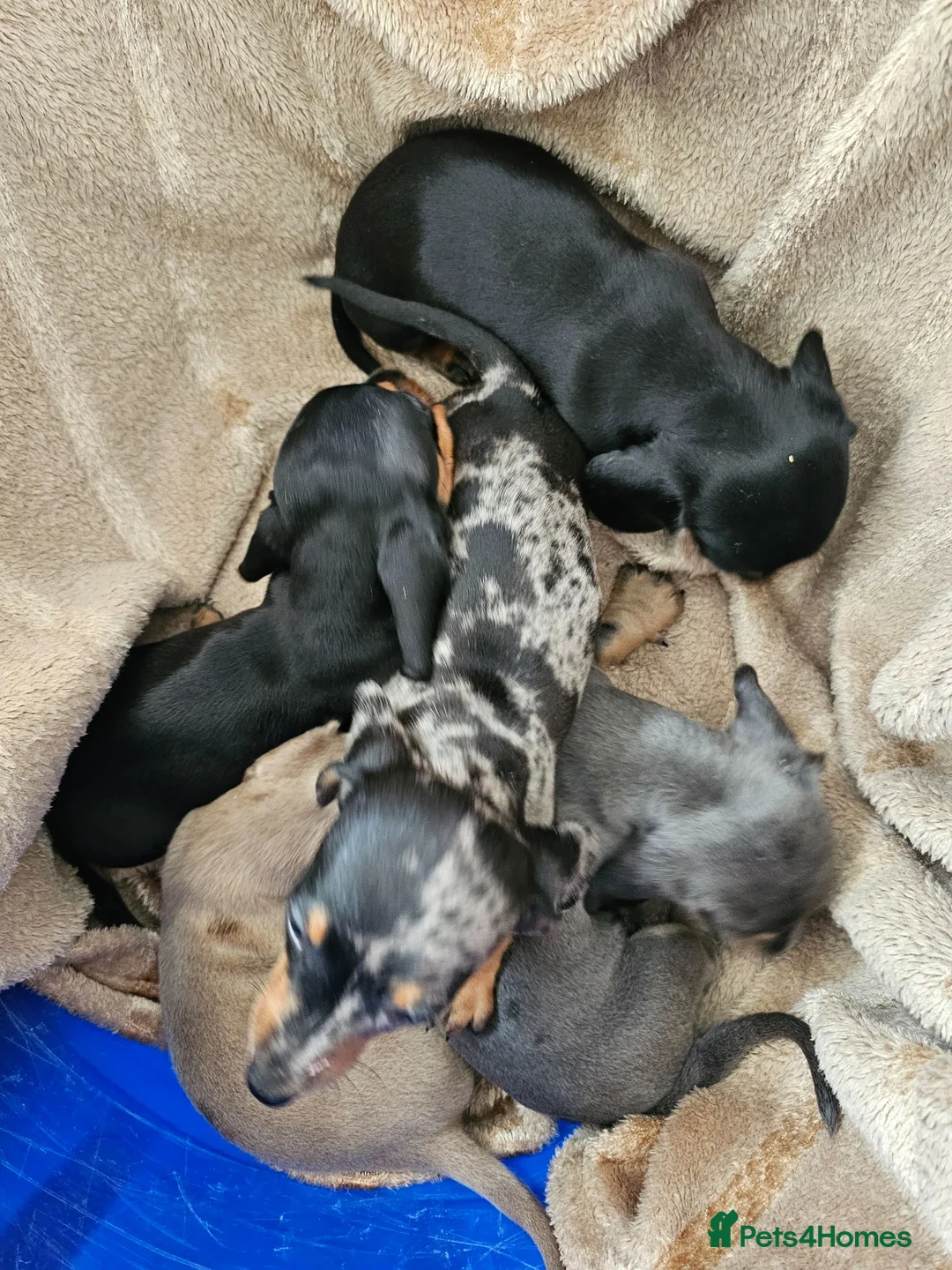 Dachshund dogs for sale: Miniture dachshund puppies  in Woking - Advert 5