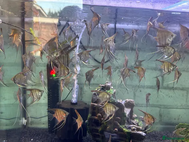 Angelfish fish Breeding Angel Fish - Advert 2