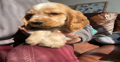 Cocker Spaniel dogs - Advert 2