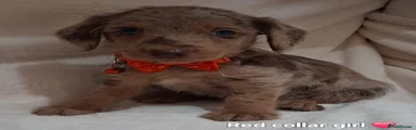 Red collar 
