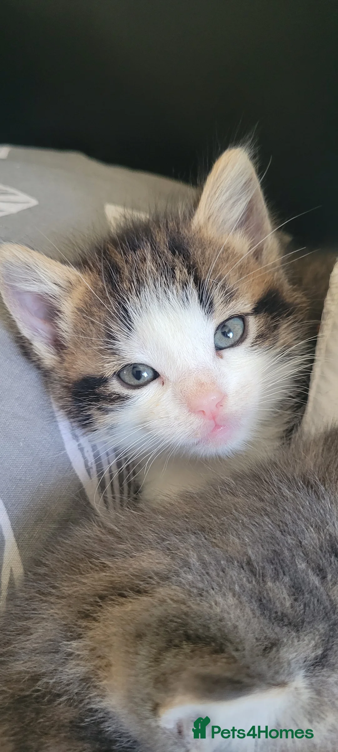 Mixed Breed cats for sale: Gorgeous,super friendly kittens  - Advert 2