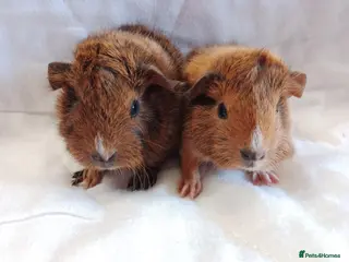 Guinea Pig rodents Pair of lovely Guinea pig brothers for sale - Advert 1