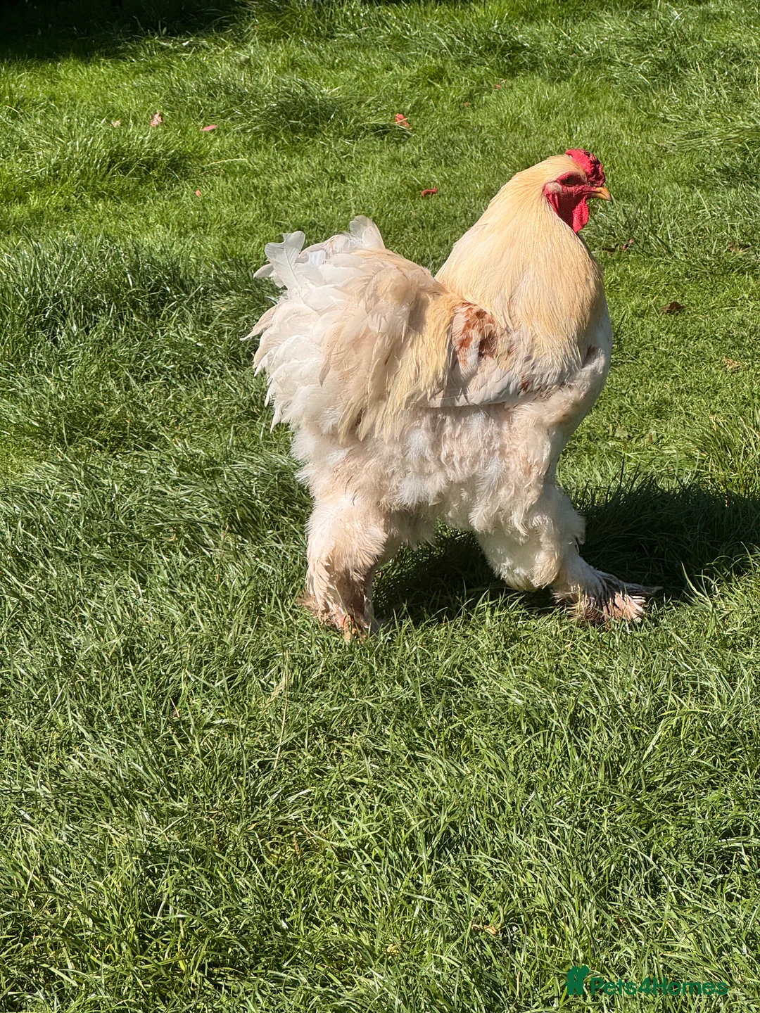 Chickens poultry for sale: 6 Mixed flock hatching eggs - Advert 5