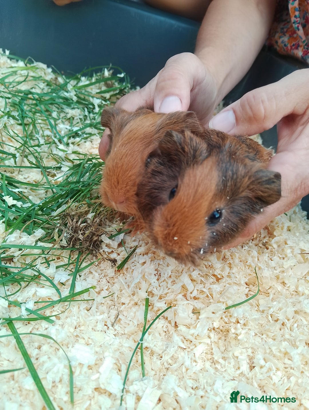 Guinea Pig rodents for sale: 4 sows - Image 5