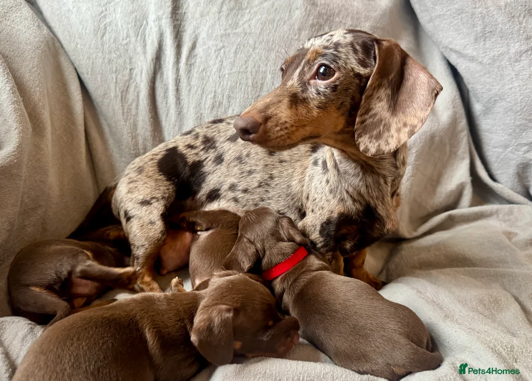Miniature Dachshund dogs for sale: New Year’s Day Miniature Dachshunds!  - Advert 8