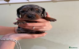 Miniature Dachshund dogs for sale: Beautiful miniature dachshund puppies - Image 4