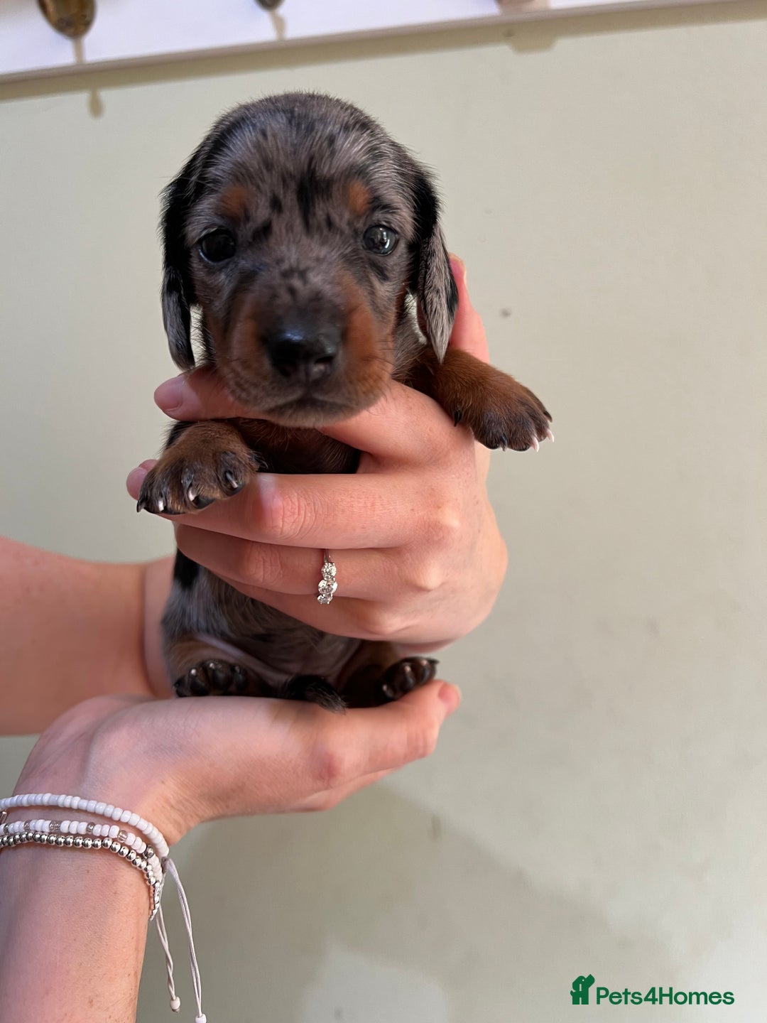 Miniature Dachshund dogs for sale: Beautiful miniature dachshund puppies - Image 4