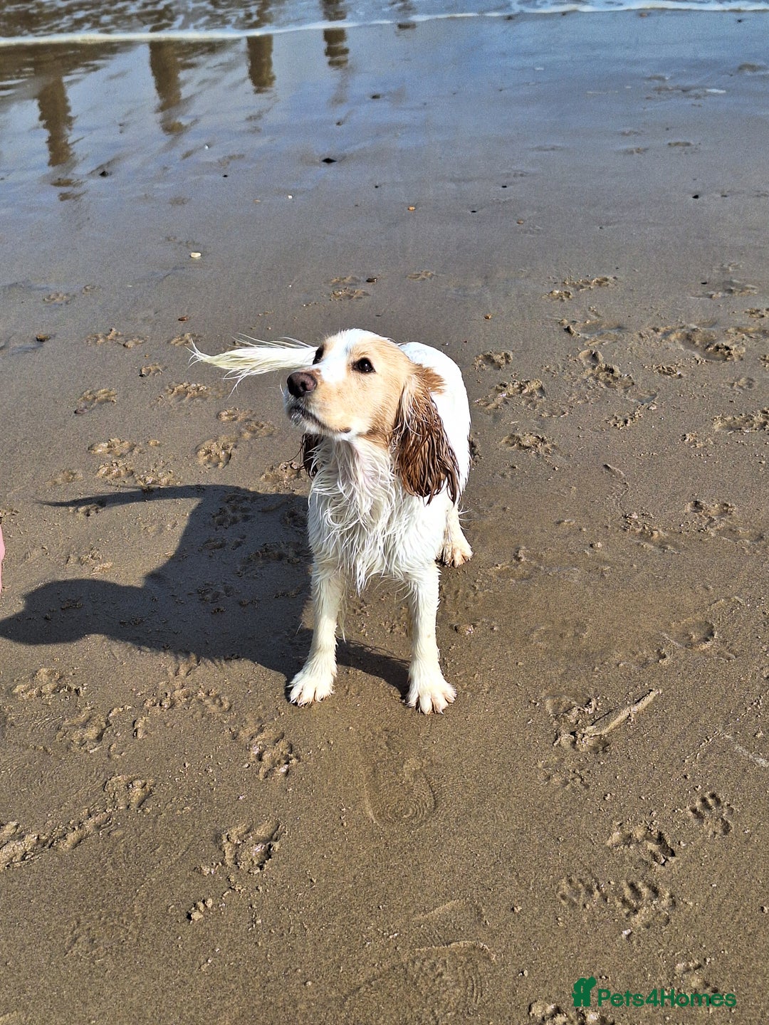 Cocker Spaniel dogs for sale: Male cocker spaniel 2years old  - Advert 7