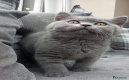 British Shorthair cats for sale: 100% Pedigree British Shorthair Kittens - Image 1