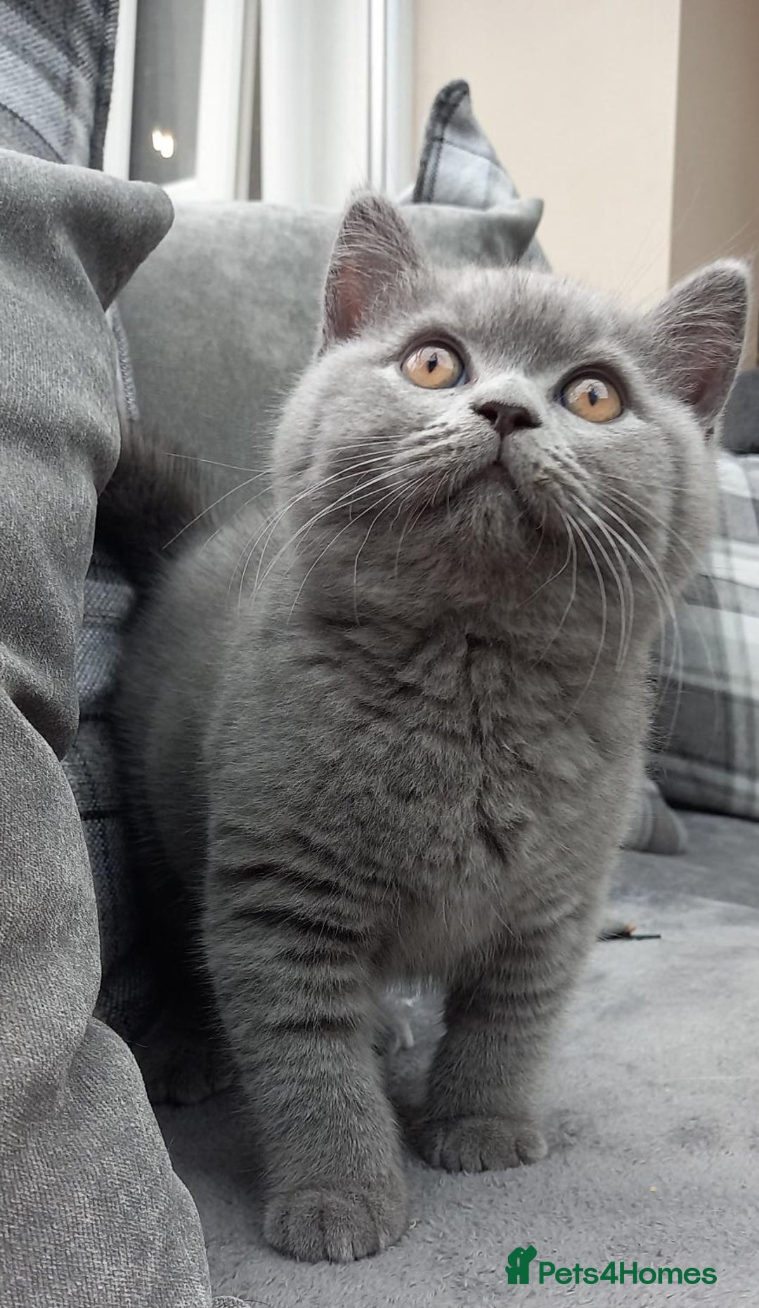 British Shorthair cats for sale: 100% Pedigree British Shorthair Kittens - Image 1