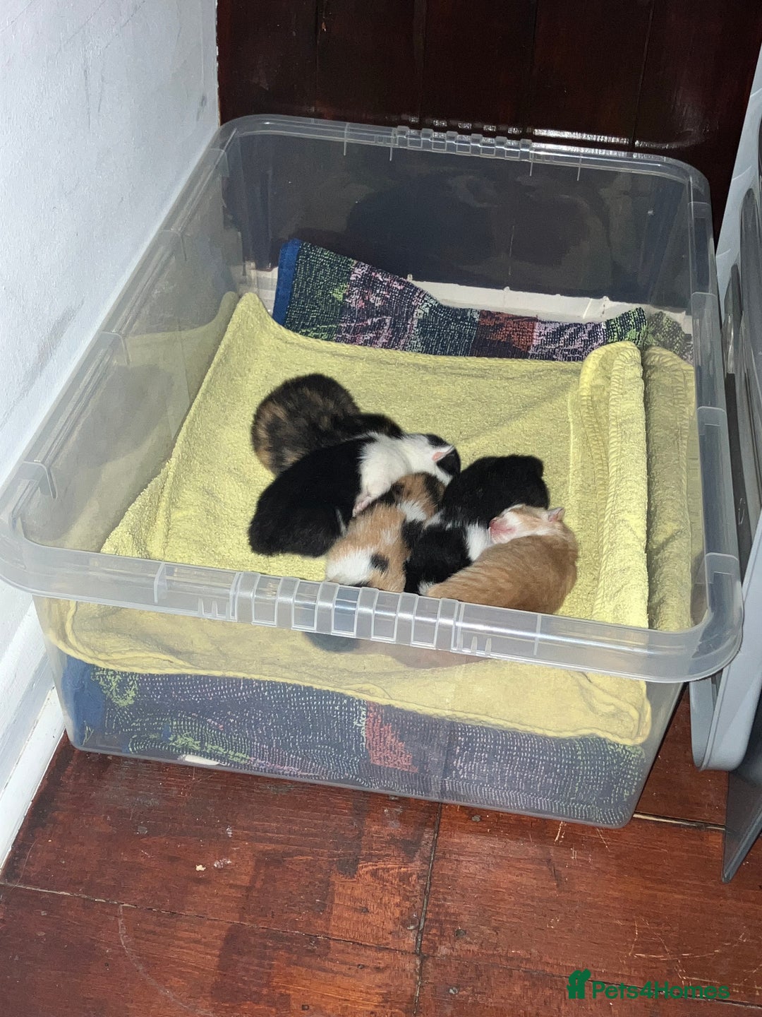 Mixed Breed cats for sale: 5 gorgeous kittens - Image 7