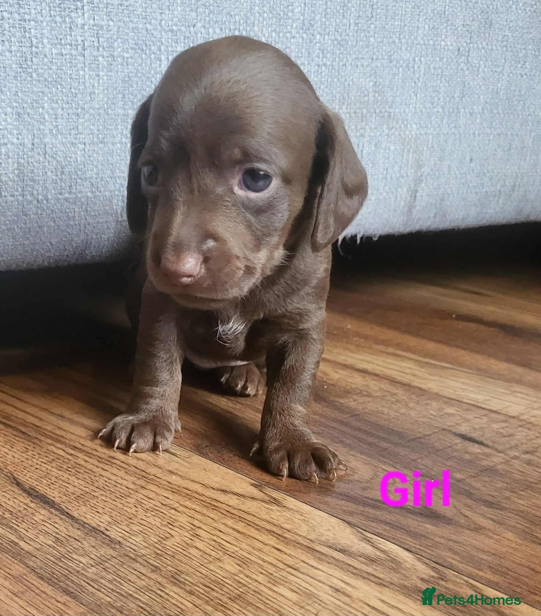 Mixed Breed dogs for sale: 5 Beautiful pups for sale - Image 5