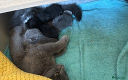 Russian Blue cats for sale: Beautiful Russian blue cross kittens - Image 4