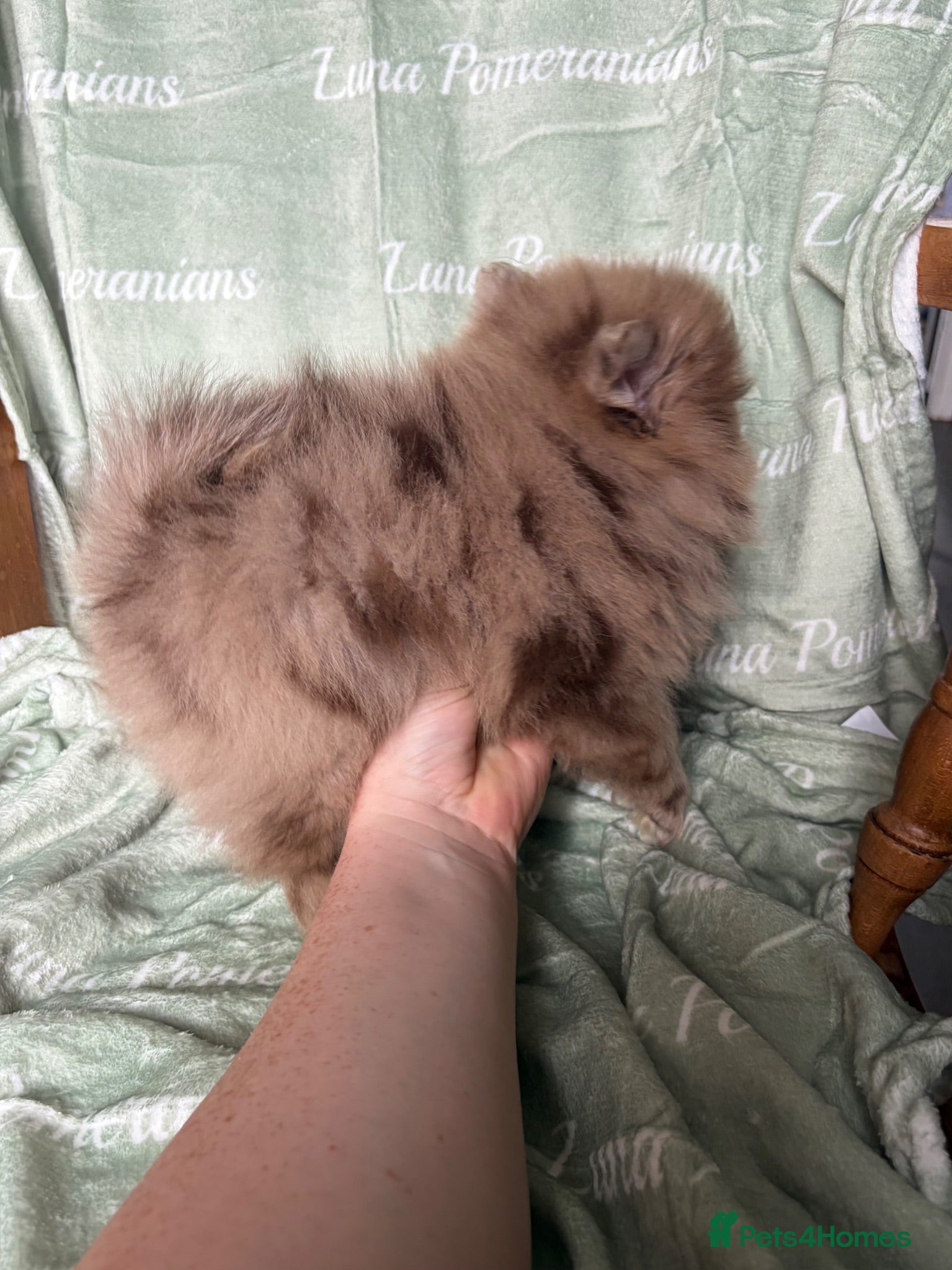 Pomeranian dogs 3 LEFT! DNA 100% Pom🧬KC✨DNA&HEALTH TESTED!  - Advert 5