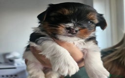 Yorkshire Terrier dogs for sale: 5 szczeniąt York terrier (Biewer) - Image 20