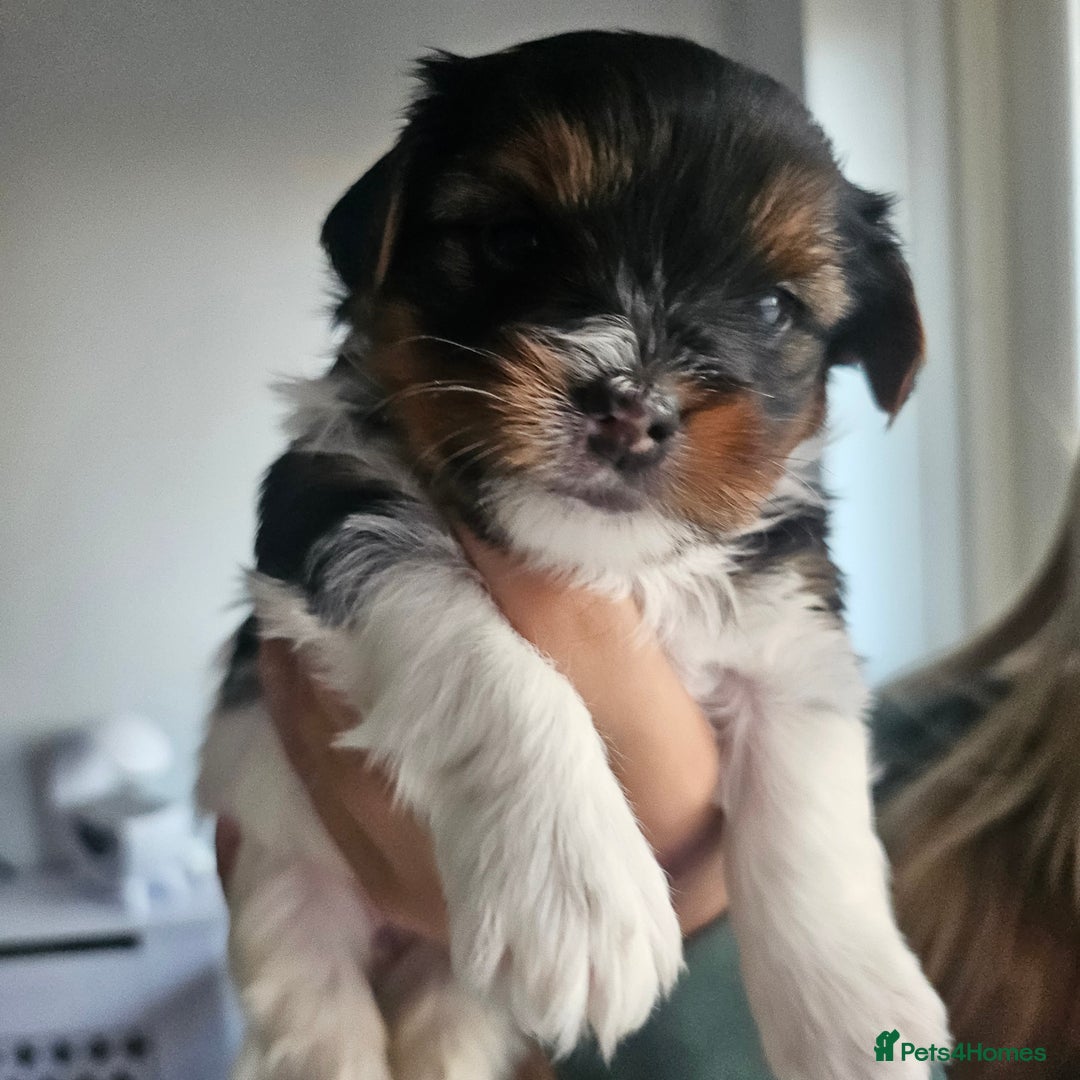 Yorkshire Terrier dogs for sale: 5 szczeniąt York terrier (Biewer) - Image 20