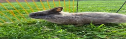 Netherland Dwarf rabbits for sale: Beautiful boys. Great with kids and adults  - Advert 3