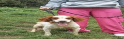 Brittany Spaniel dogs for adoption: Tango - Advert 8