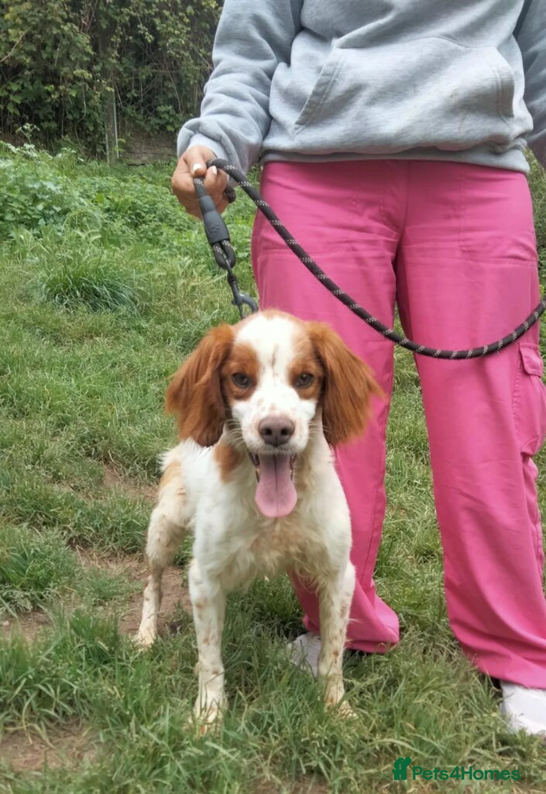 Brittany Spaniel dogs for adoption: Tango - Advert 8