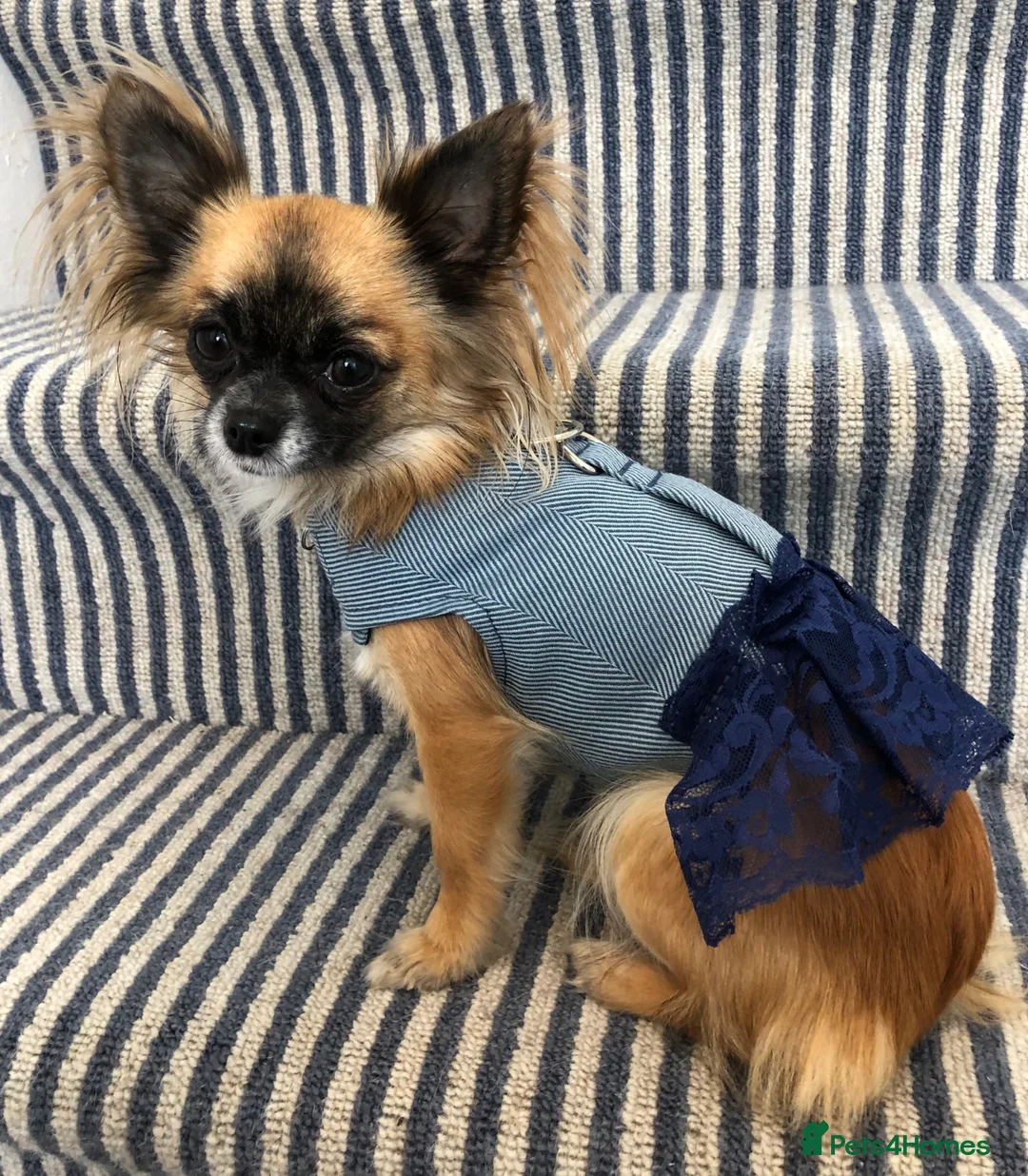 Chihuahua dogs for sale: Longhaired chihuahua puppies - Advert 2
