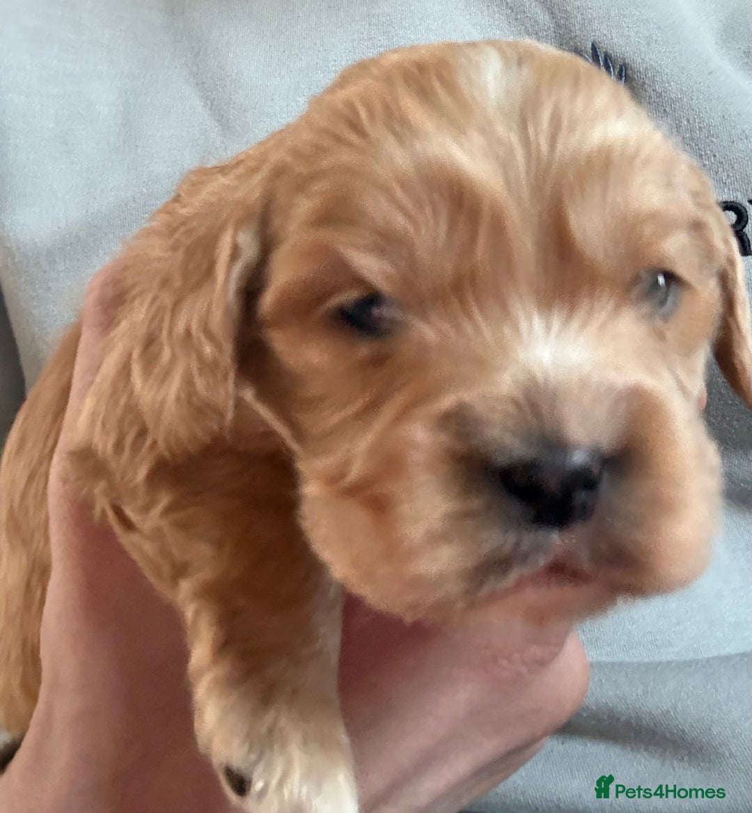 Mixed Breed dogs for sale: Gorgeous toy apricot and black cavapoos  - Advert 6