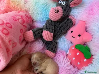 Maltipoo dogs Asian Maltipo Puppies XS Teddy Bear Faces Expected - Advert 10