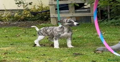Whippet dogs - Advert 13