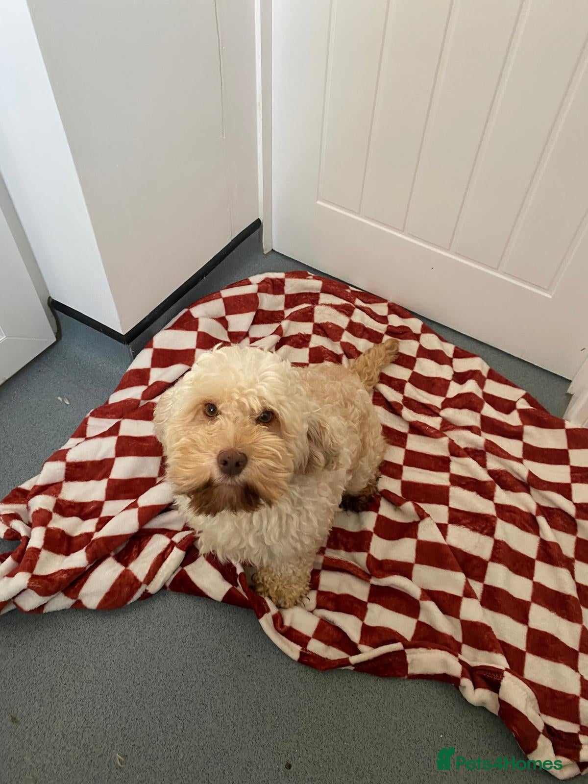 Mixed Breed dogs Cockapoo x cavapoo  - Advert 4