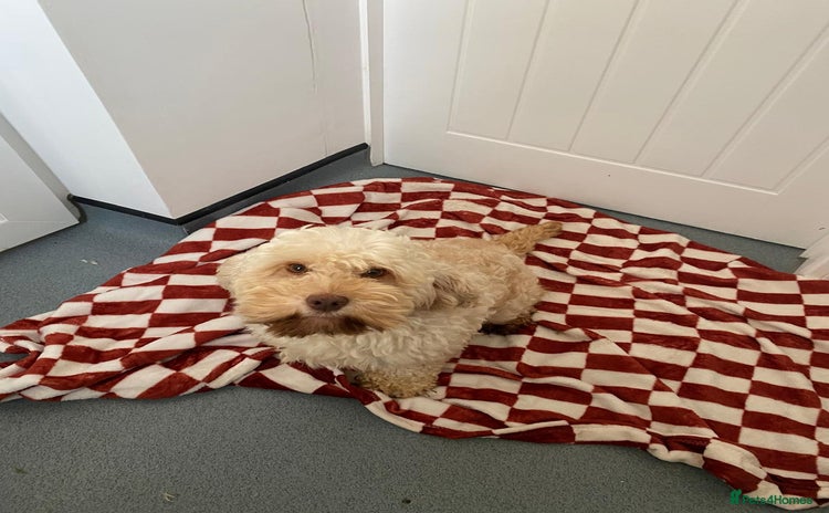 Mixed Breed dogs - Advert 4