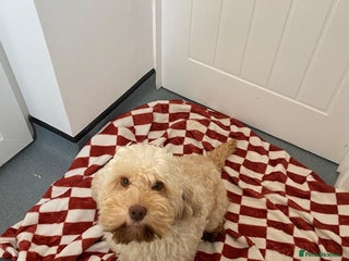 Mixed Breed dogs for sale - Advert 1