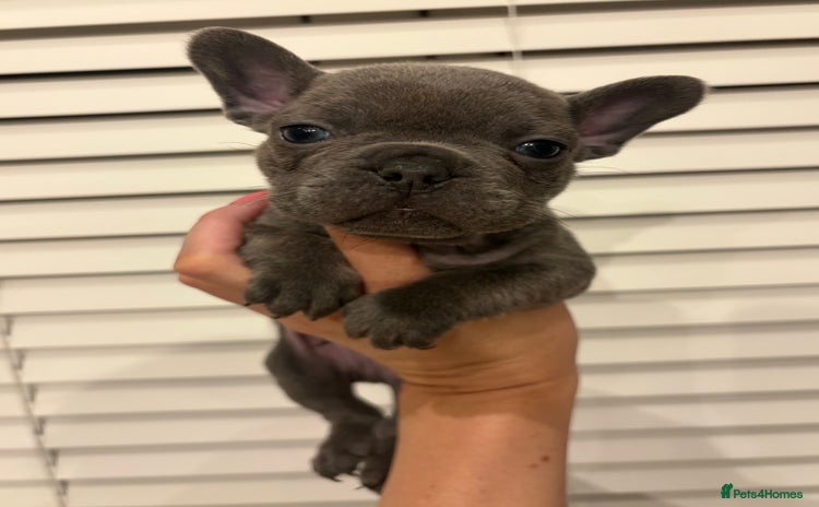 French Bulldog dogs Gorgeous Blue Frenchies. 1boy 1girl left x - Advert 13