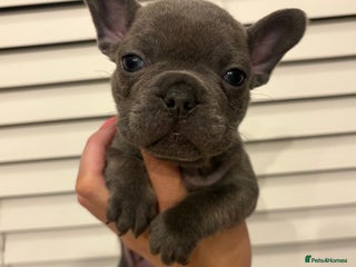 French Bulldog dogs Gorgeous Blue Frenchies. 1boy 1girl left x - Advert 10