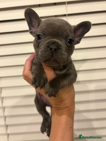 French Bulldog dogs Gorgeous Blue Frenchies. 1boy 1girl left x - Advert 13