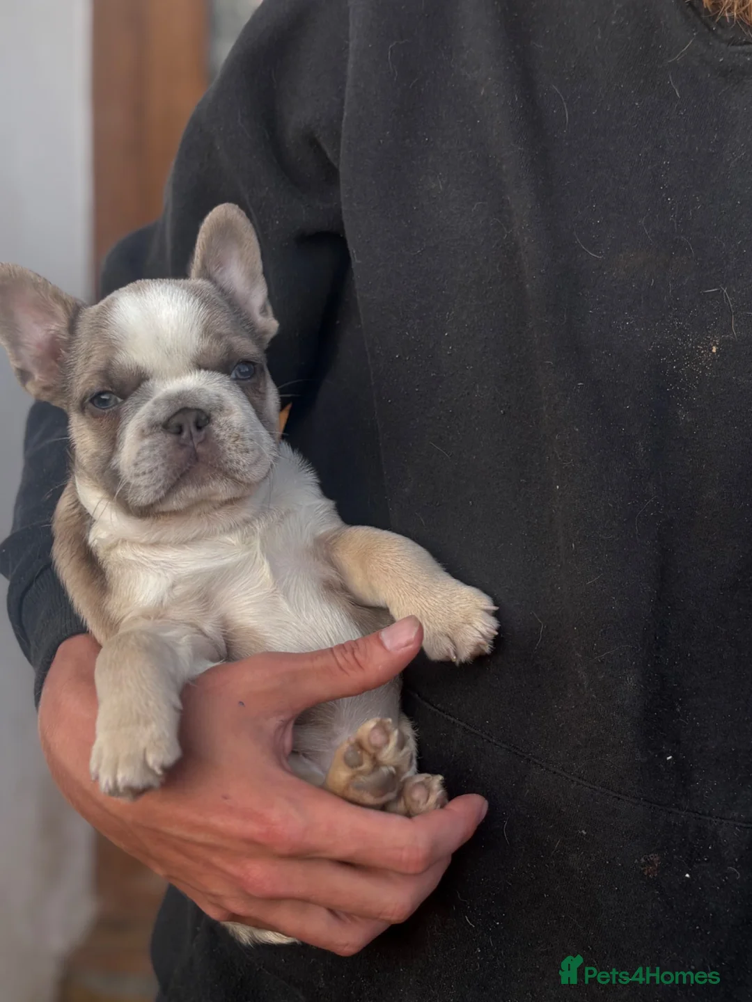 French Bulldog dogs for sale: French bulldog puppies please read description  - Advert 2