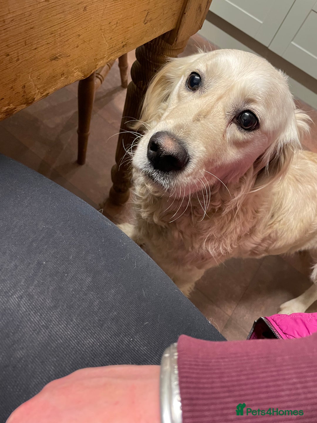 Golden Retriever dogs for sale: Golden Retriever Bitch  - Advert 2