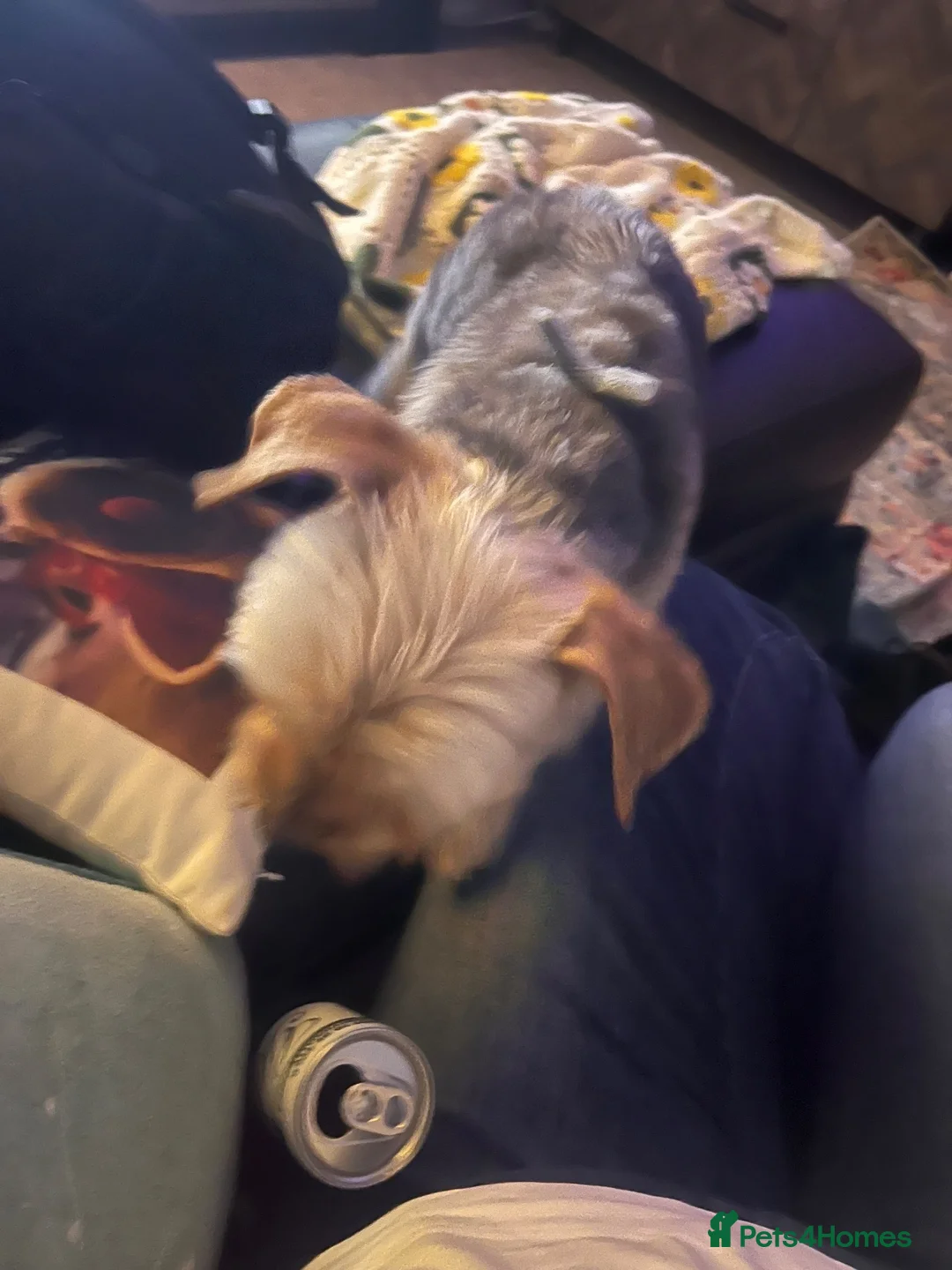 Shorkie dogs for sale: Teddy in Doncaster - Advert 2