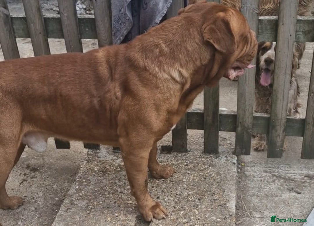 Dogue De Bordeaux dogs for sale: A Loving 4-Year-Old Dogue de Bordeaux - Image 3
