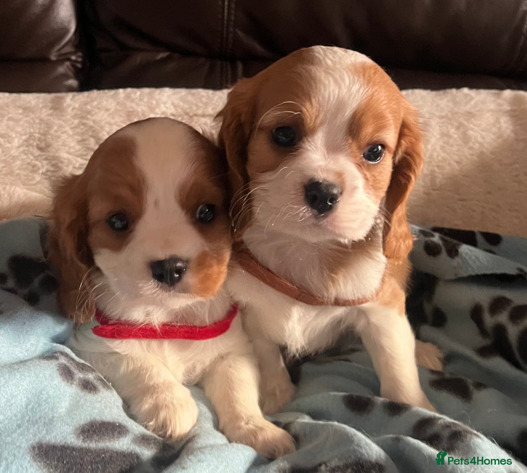Cavalier King Charles Spaniel dogs for sale: Stunning cavalier King Charles boys - Advert 2