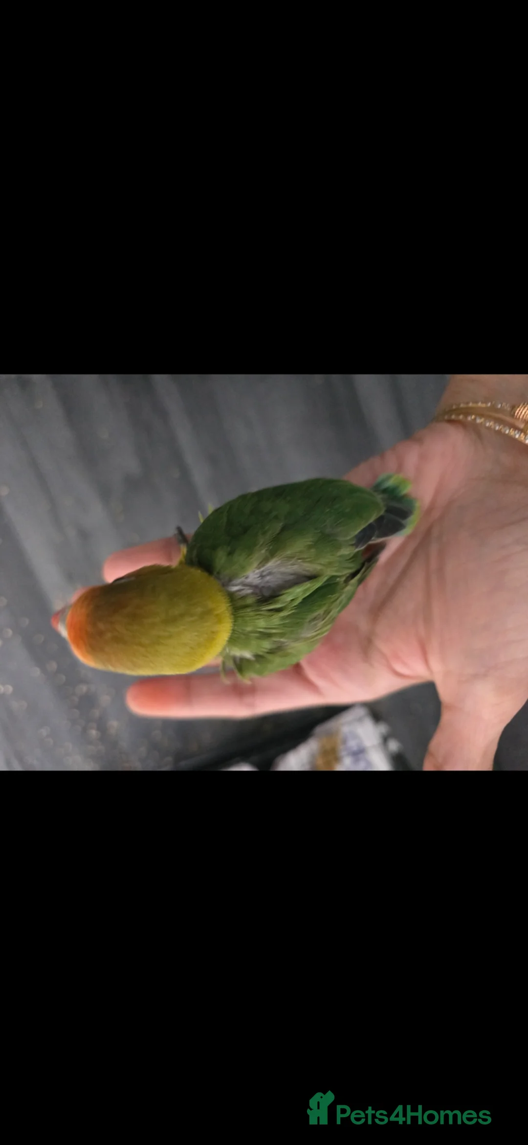 Lovebirds birds for sale: Tame baby lovebird  - Advert 2