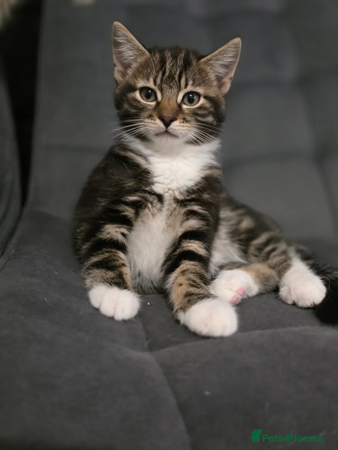 Mixed Breed cats for sale: Loveley Kittens looking for home - Advert 15