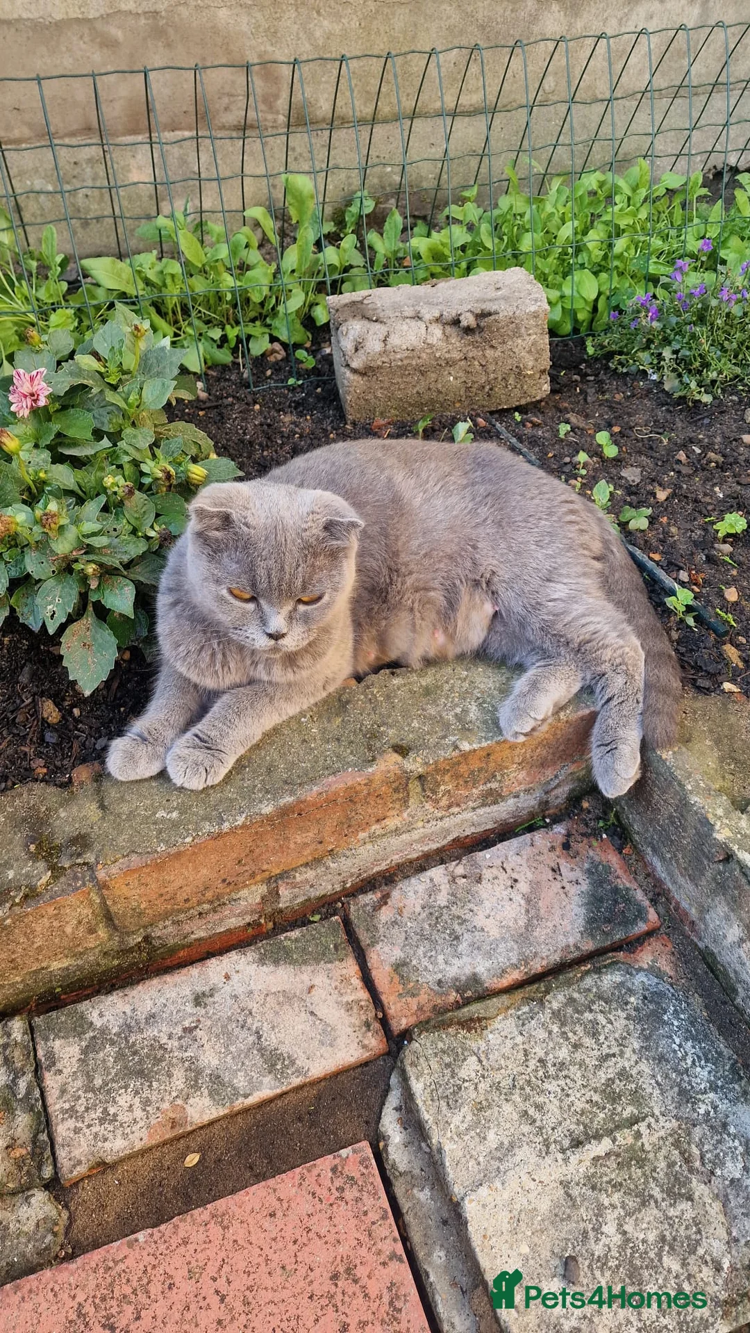 Norwegian Forest Cat cats for sale: British straight-eared, also British lop-eared in London - Advert 1