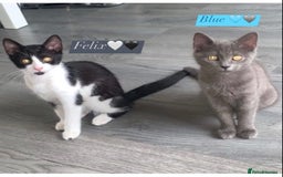 British Shorthair cats for sale: 🐱Blue&Felix- Bonded brother & Sister💛 - Advert 3