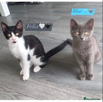 British Shorthair cats 🐱Blue&Felix- Bonded brother & Sister💛 - Advert 14