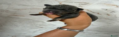 Mixed Breed 5