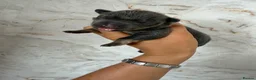 Mixed Breed dogs for sale: French bulldog puppies  - Advert 9