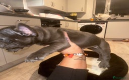 French Bulldog dogs for sale: FRENCH BULLDOG PUPPYS❤️ ready find forever home❤️ - Advert 8