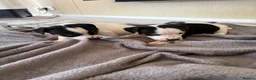 Jack Russell dogs for sale: Jack Russel Puppys - Advert 1