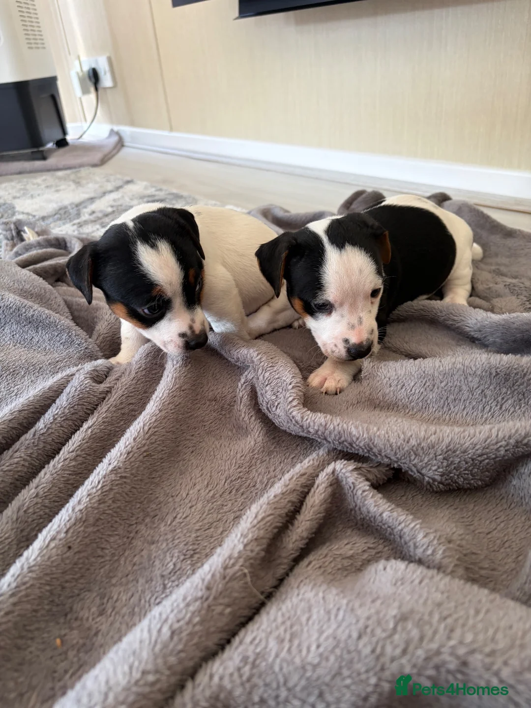 Jack Russell dogs for sale: Jack Russel Puppys - Advert 1